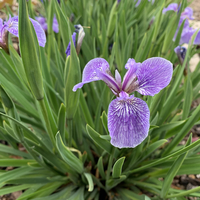 Iris cristata lacustris